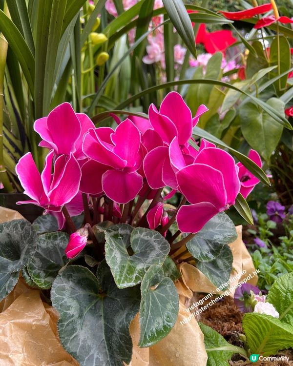 神戶布引香草園💕 搭乘空中纜車。欣賞神戶美景 ♨️ 泡香草足湯
