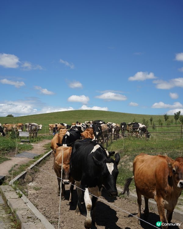🇯🇵北海道美瑛放牧酪農場