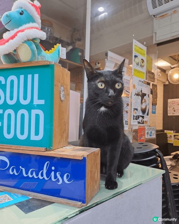 女孩子最愛當然就是甜品囉~ 那如果加上萌萌小貓呢？