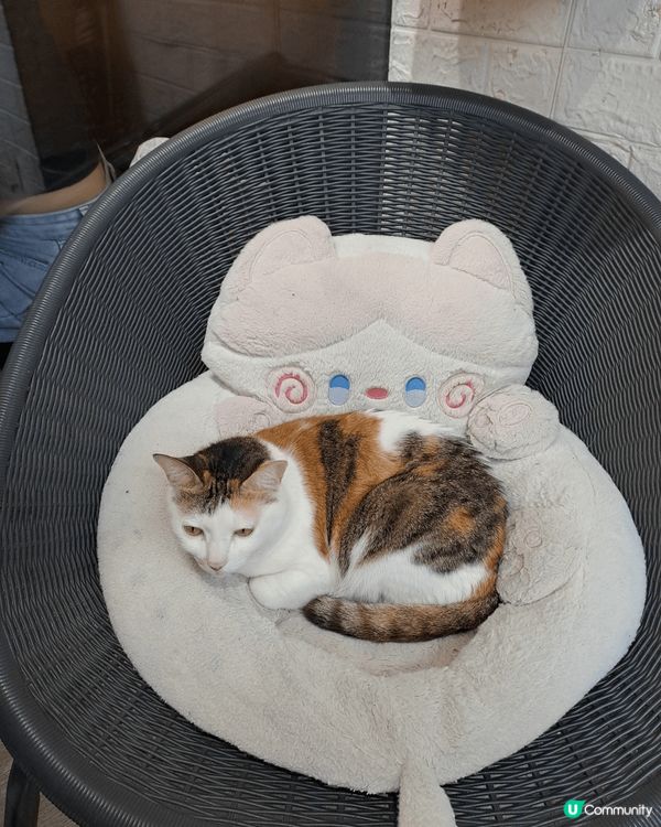 女孩子最愛當然就是甜品囉~ 那如果加上萌萌小貓呢？