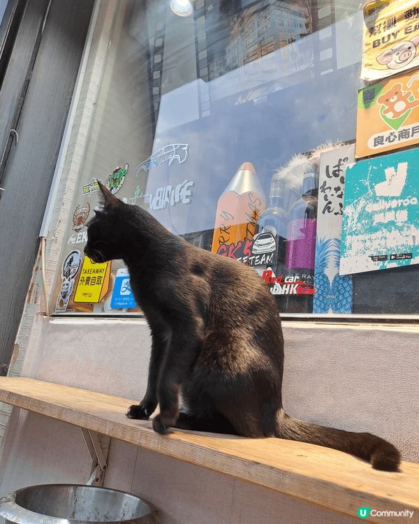 女孩子最愛當然就是甜品囉~ 那如果加上萌萌小貓呢？