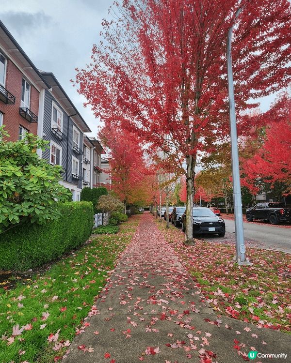 美麗的楓葉國，秋天的楓樹，飄散四周的紅色楓葉把街道染成了紅海...