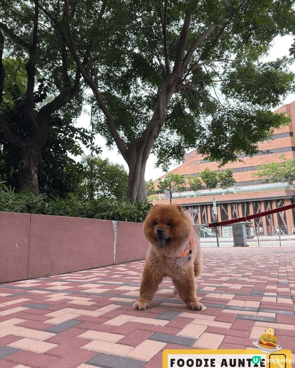 香港真係好適合CITYWALK！❤️