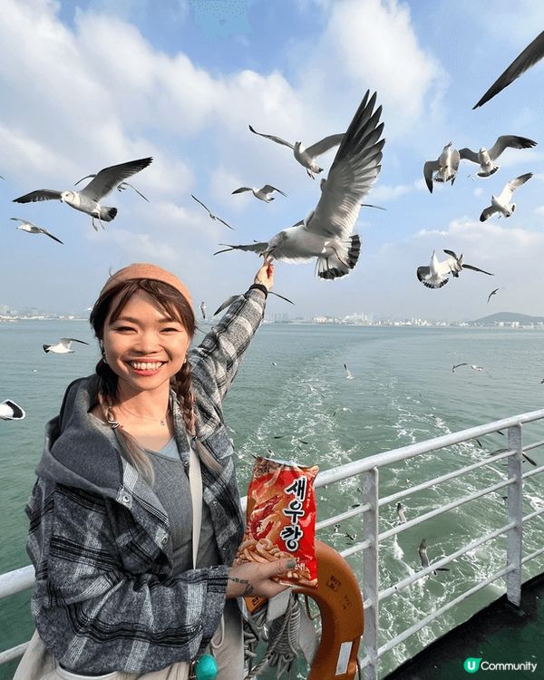 韓國之旅，仁川出海為海鷗喺新體驗，海鷗食唔到蝦條係會發脾氣㗎...