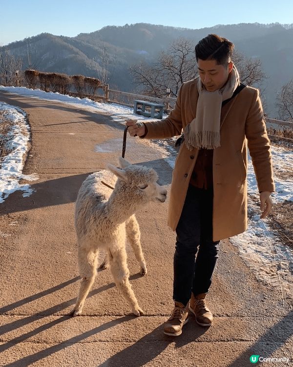 首爾滑雪+動物園之旅(12月時-6度去☃️❄️❄️)