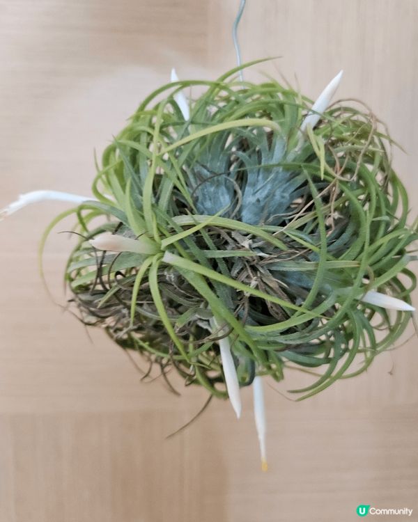 太子花墟近排出咗好多空氣草真係好靚非常之新鮮因為而家係當做嘅...