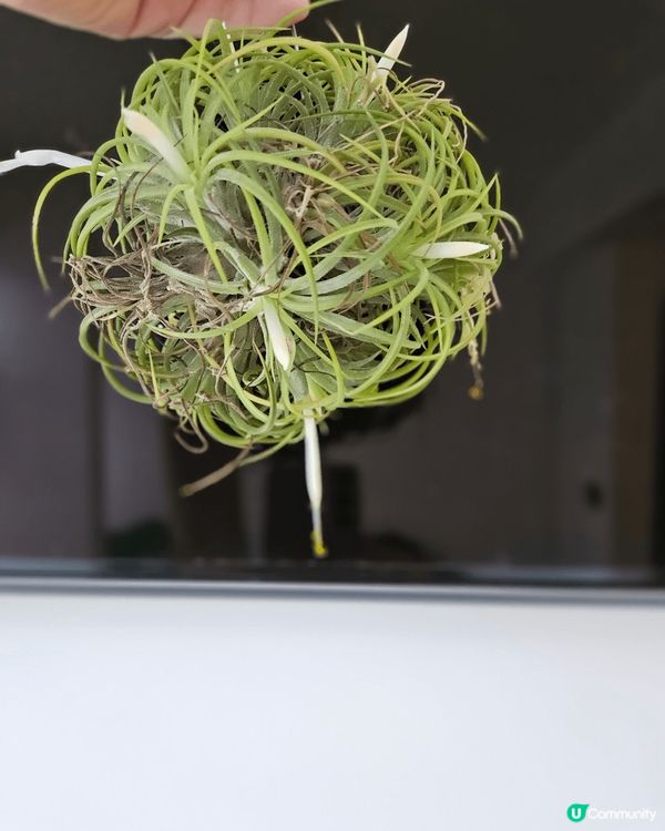 太子花墟近排出咗好多空氣草真係好靚非常之新鮮因為而家係當做嘅...