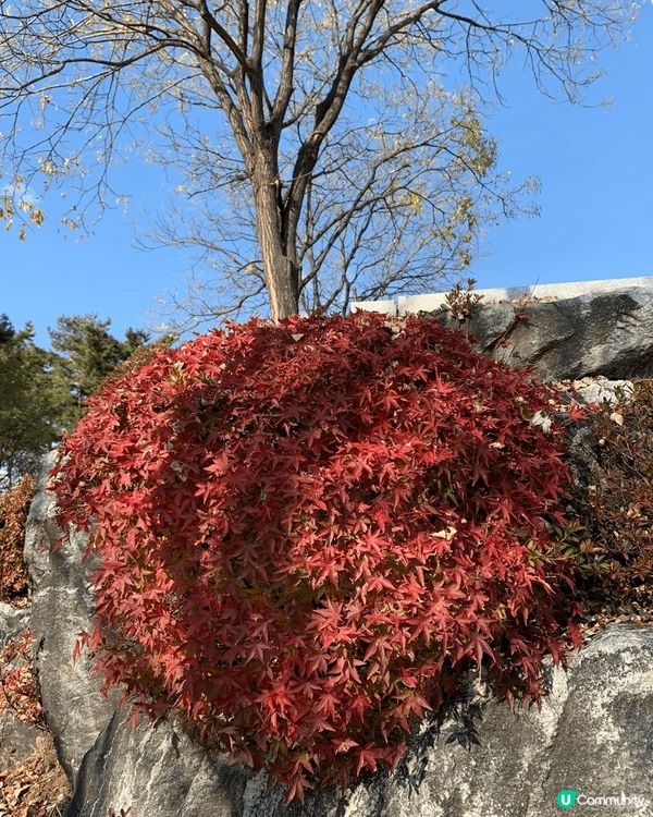 最貼切麒麟秋日主題，當然是秋季逐漸枯黃的樹葉，最特別的是顏色...