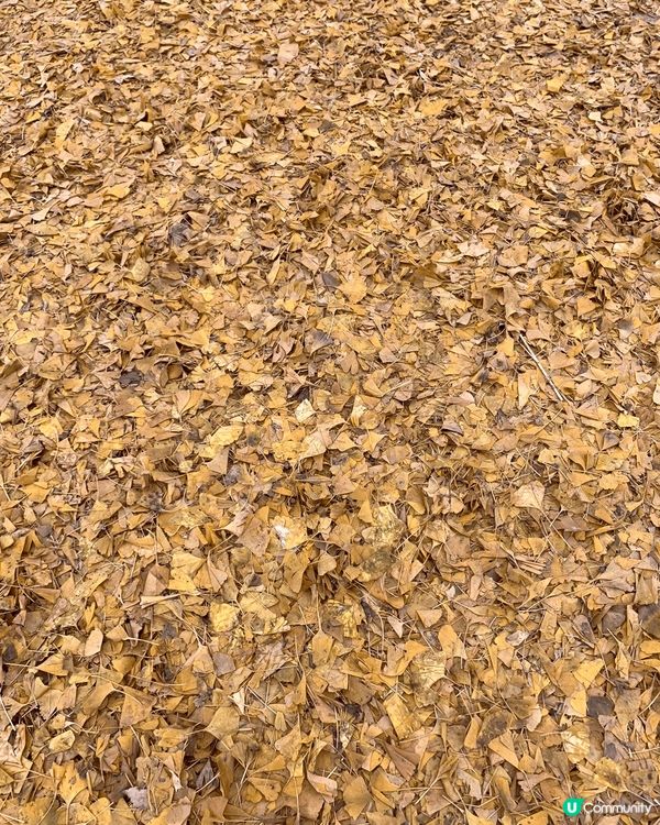 最貼切麒麟秋日主題，當然是秋季逐漸枯黃的樹葉，最特別的是顏色...