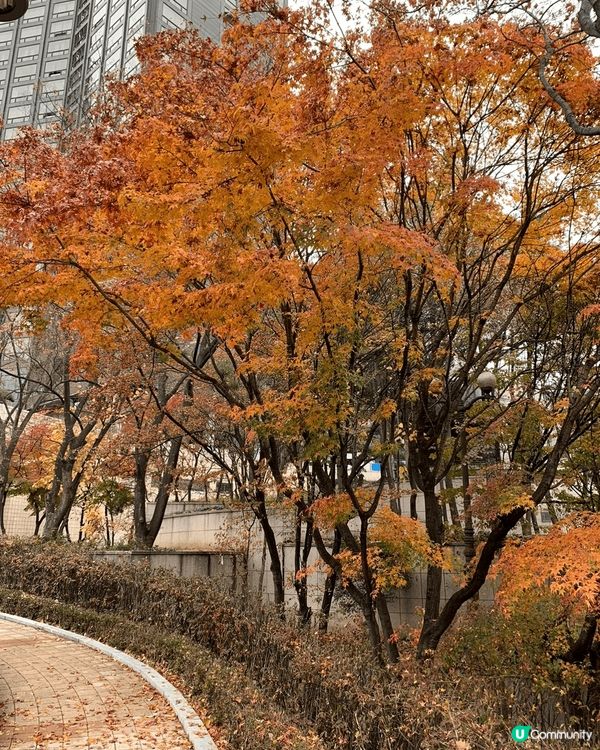 最貼切麒麟秋日主題，當然是秋季逐漸枯黃的樹葉，最特別的是顏色...