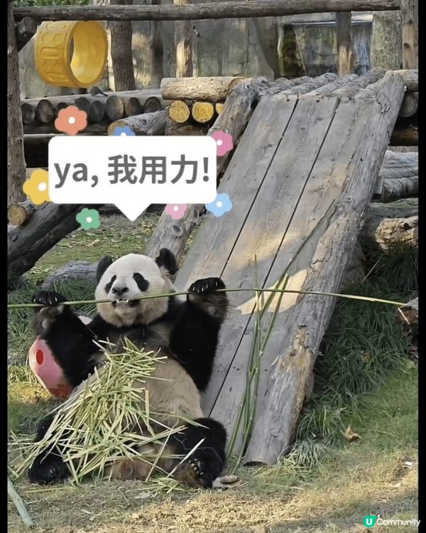 熊貓手腳並用，吃播中😆