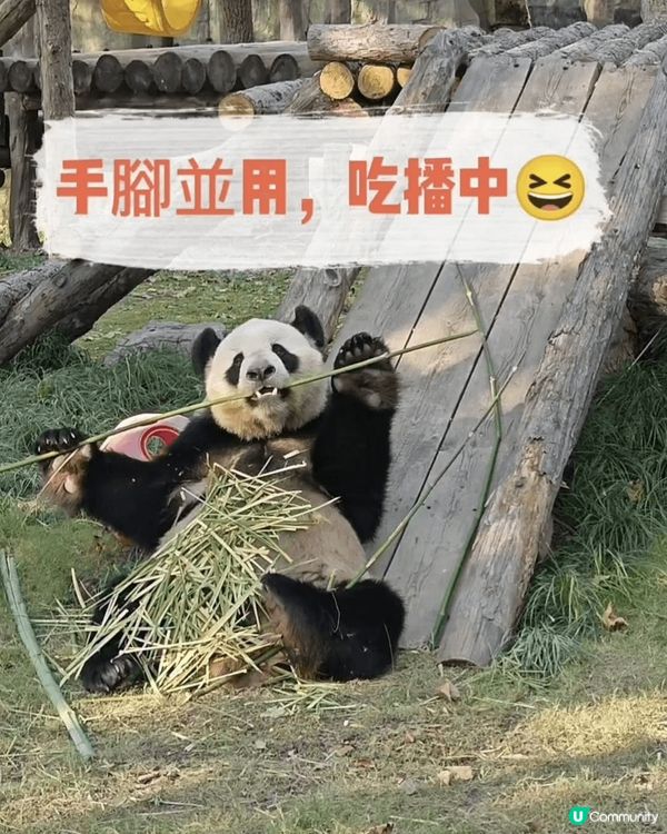 熊貓手腳並用，吃播中😆