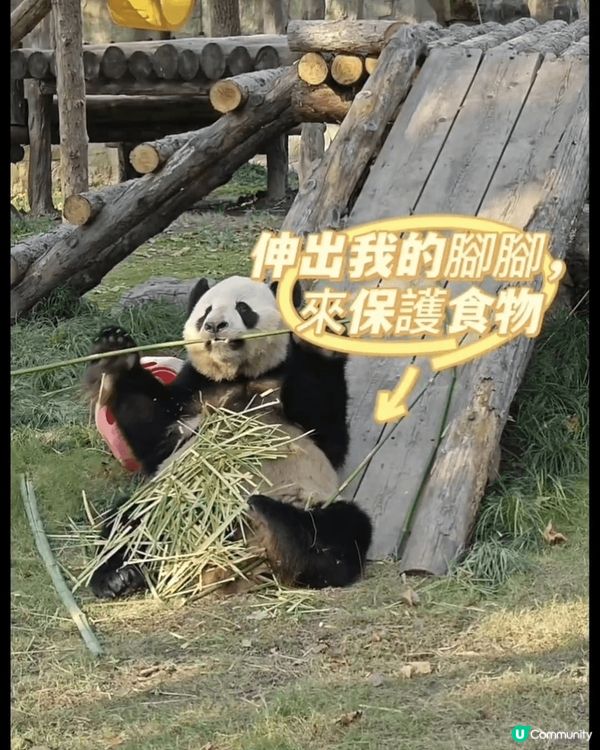 熊貓手腳並用，吃播中😆