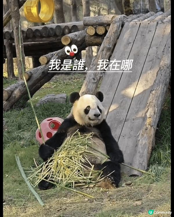 熊貓手腳並用，吃播中😆