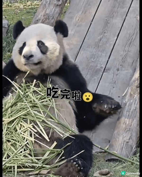 熊貓手腳並用，吃播中😆