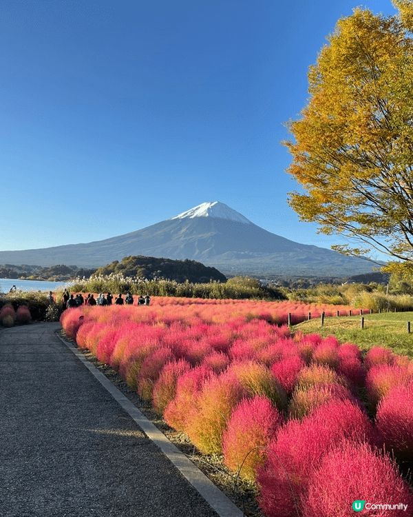 日本富士山河口湖大石公園晨曦日出秋天美景
