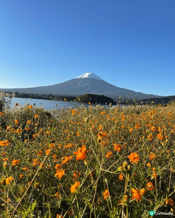 日本富士山河口湖大石公園晨曦日出秋天美景
