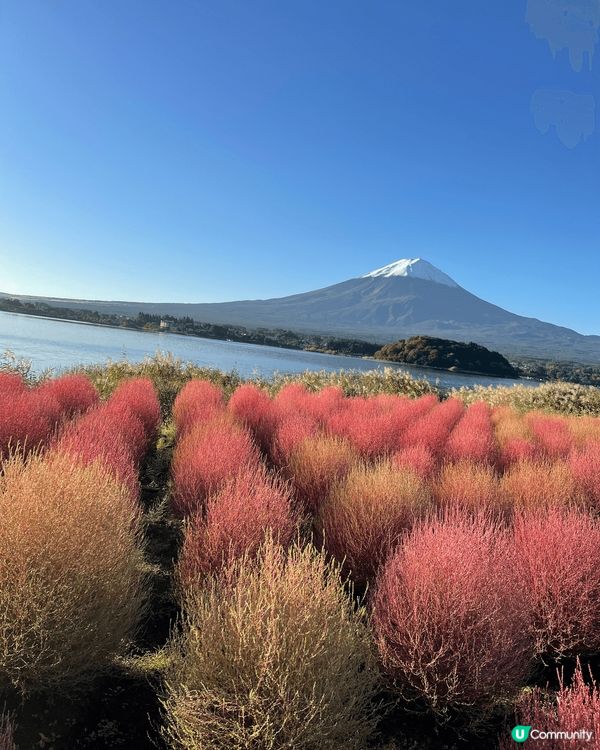 日本富士山河口湖大石公園晨曦日出秋天美景