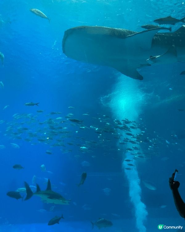 去沖繩睇鐘乳洞/美麗海水族館 睇自然靚景色
