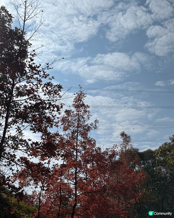 又到咗一年一次嘅賞楓季節啦🍁唔知今年大棠嘅紅葉有冇上年咁靚呢...
