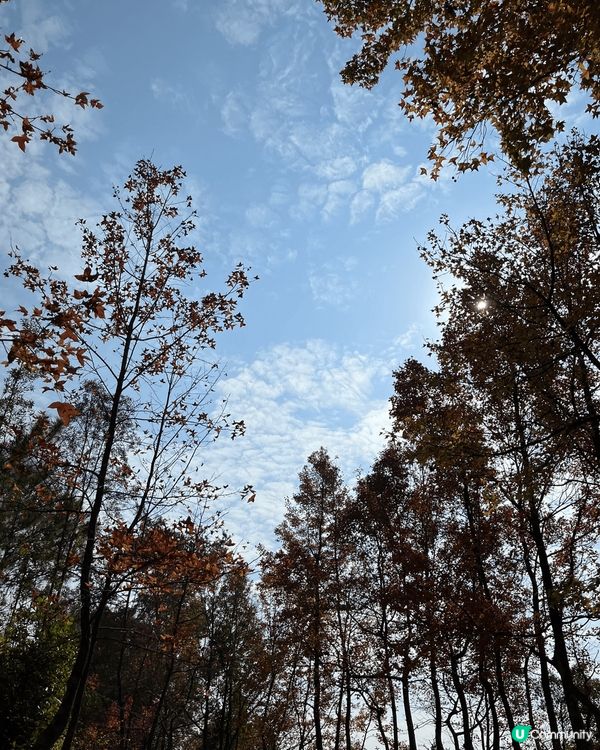 又到咗一年一次嘅賞楓季節啦🍁唔知今年大棠嘅紅葉有冇上年咁靚呢...