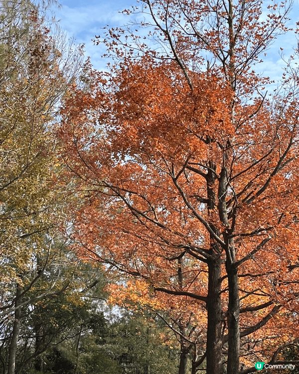 又到咗一年一次嘅賞楓季節啦🍁唔知今年大棠嘅紅葉有冇上年咁靚呢...