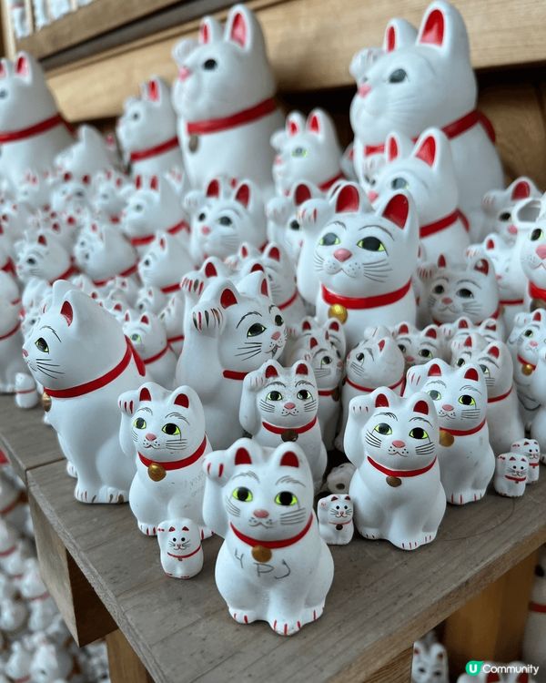 日本之行招財喵神社。是日本招財貓發源地之一的豪德寺，有上千隻...