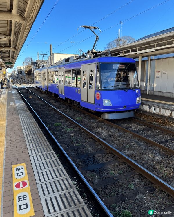 日本之行招財喵神社。是日本招財貓發源地之一的豪德寺，有上千隻...