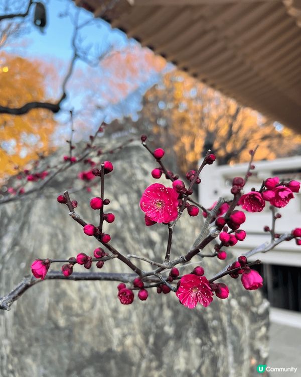 日本之行招財喵神社。是日本招財貓發源地之一的豪德寺，有上千隻...