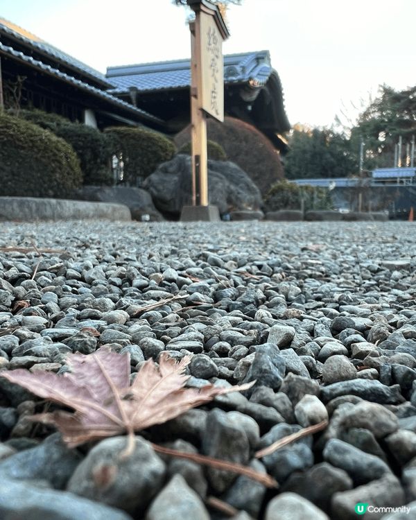 日本之行招財喵神社。是日本招財貓發源地之一的豪德寺，有上千隻...