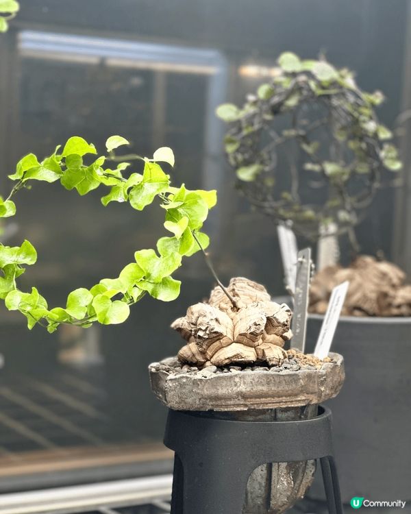 週末旅行放鬆，欣賞完香港維港夜色，之後在內地藝術展一日遊。