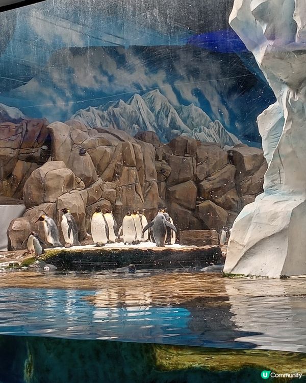 來海洋公園必定要到冰極餐廳用餐！