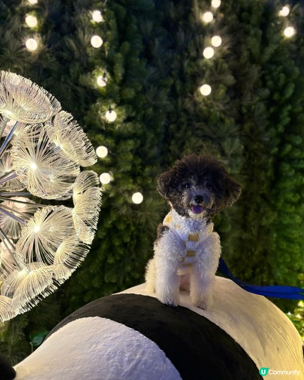 西九龍文化中心六層樓高聖誕樹打卡熱點