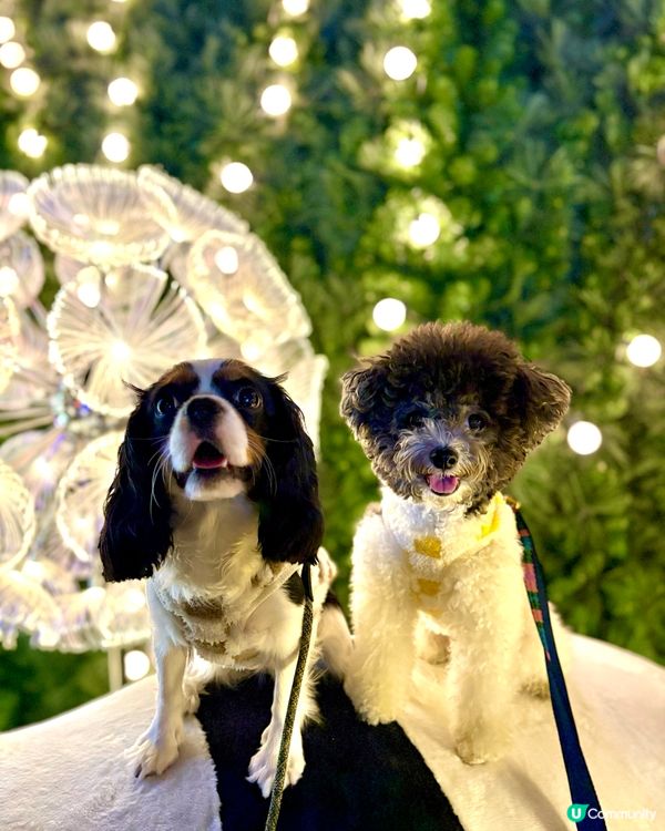 西九龍文化中心六層樓高聖誕樹打卡熱點