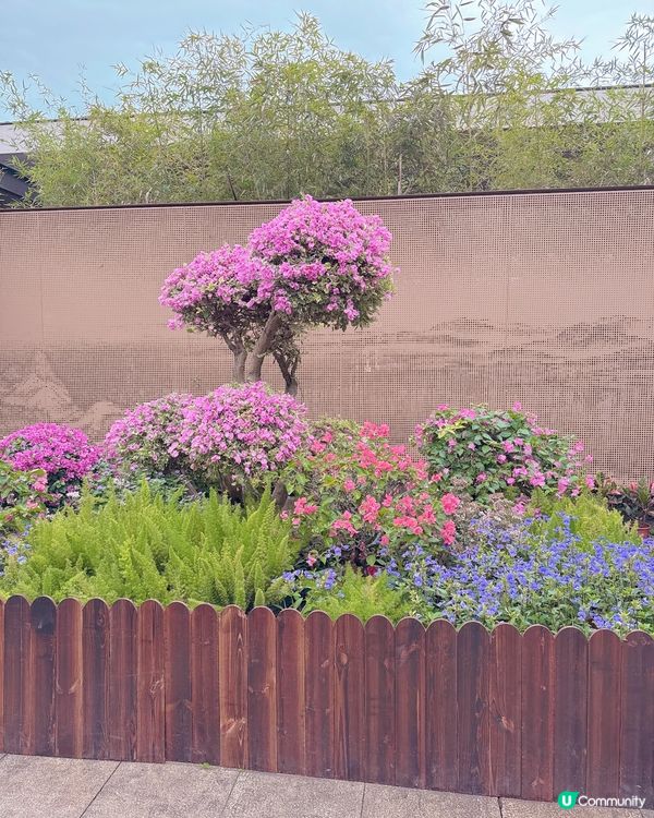 蓮花山公園打卡