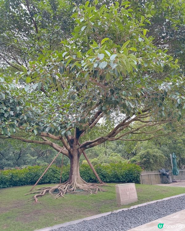 蓮花山公園打卡