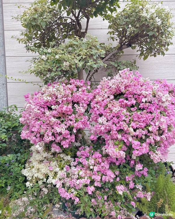 蓮花山公園打卡