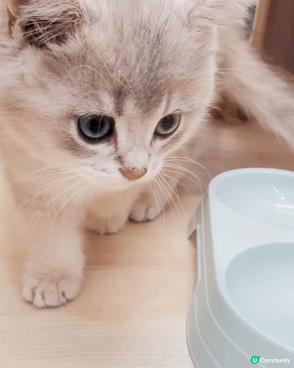 深圳金光華商場內有間貓cafe,¥88/人包一杯飲品同2包貓...