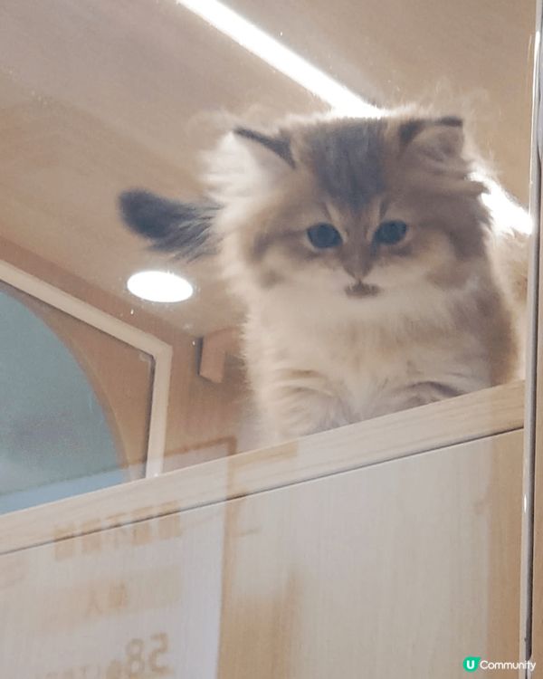 深圳金光華商場內有間貓cafe,¥88/人包一杯飲品同2包貓...