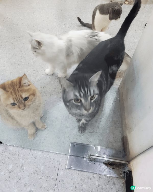 深圳金光華商場內有間貓cafe,¥88/人包一杯飲品同2包貓...