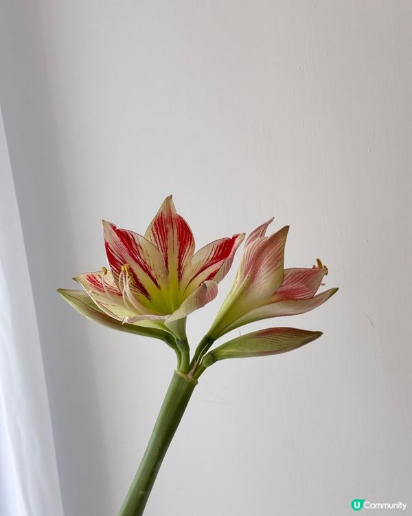 朱頂紅 多年生球根草本植物