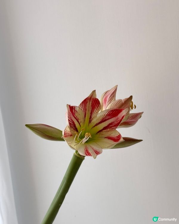 朱頂紅 多年生球根草本植物