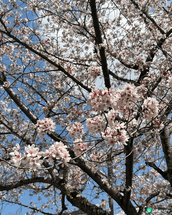 在日本京都觀賞盛開的櫻花，非常美麗，美得像一福畫，打卡一流。...