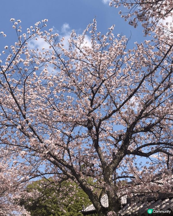 在日本京都觀賞盛開的櫻花，非常美麗，美得像一福畫，打卡一流。...