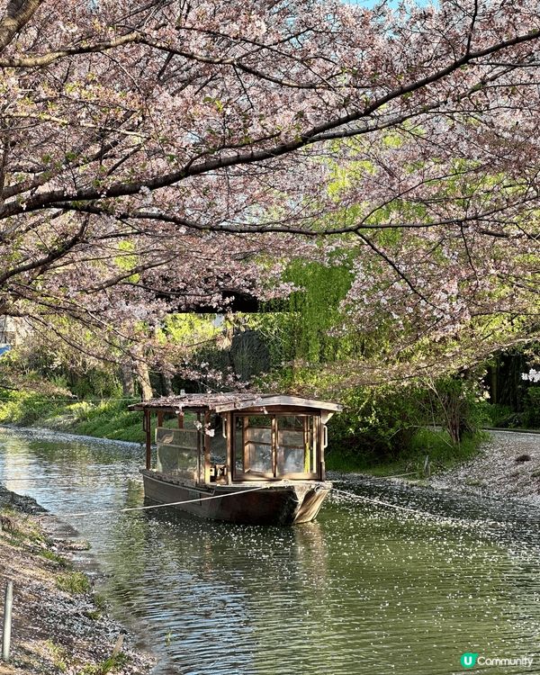 在日本京都觀賞盛開的櫻花，非常美麗，美得像一福畫，打卡一流。...