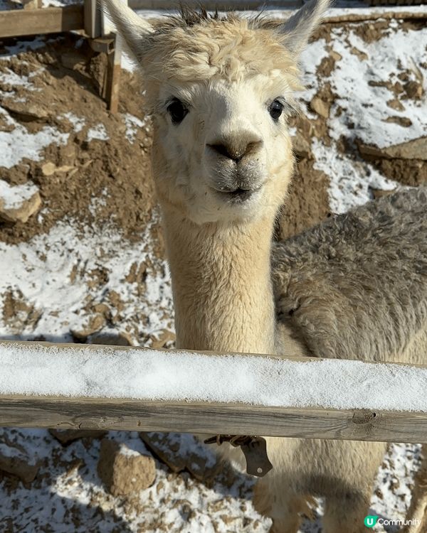 家人旅行冬天去韓國天氣很好.可惜未能看見下雪的影像.所以去了...