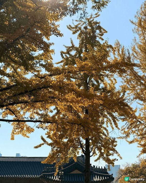 一定要在十一月來一次首爾。因為十一月的首爾是金色的。景福宮三...