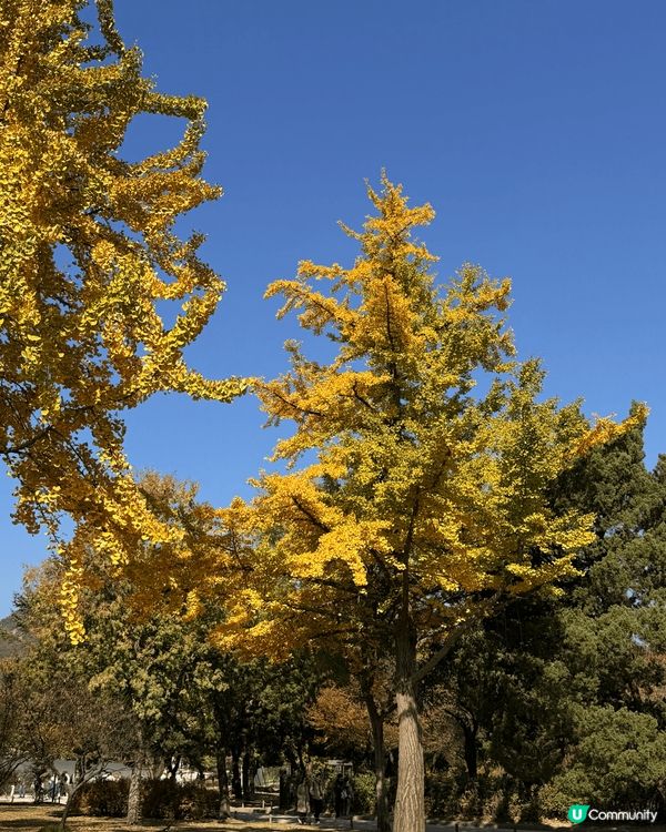一定要在十一月來一次首爾。因為十一月的首爾是金色的。景福宮三...