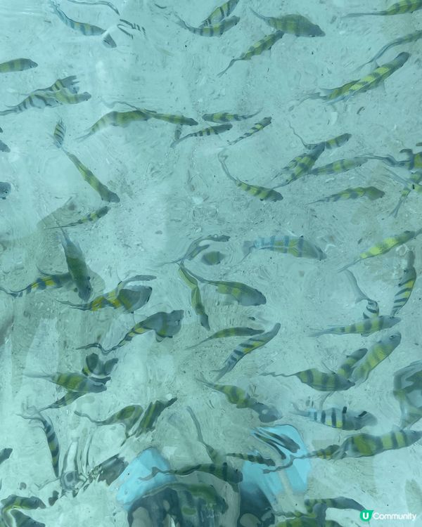 布吉之旅，水清沙幼，肉眼睇都見到魚仔，仲可以去埋沙灘睇日落，...