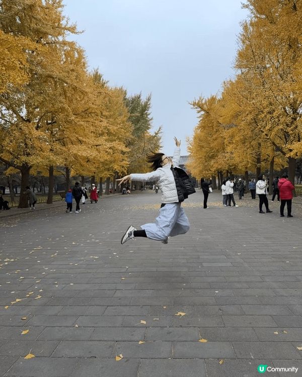 北京上星期銀杏樹已經很漂亮了，去了天壇公園，一條銀杏路真的很...